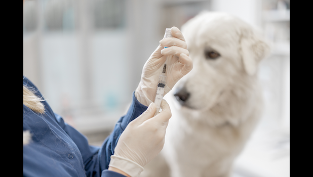 Dog getting vaccinated