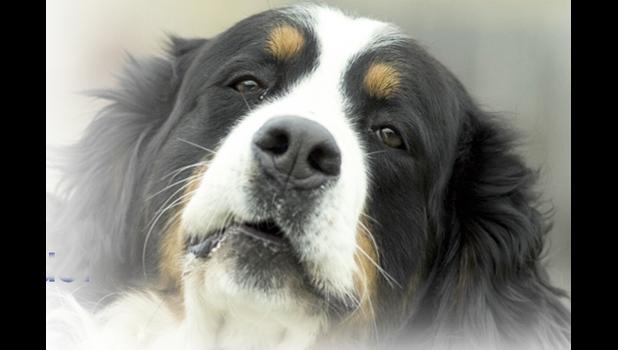 It’s important to use objective criteria (science, quality control) in judging a dog food. DOG PHOTO