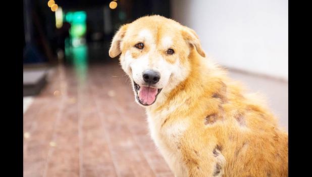 DOG WITH MANGE