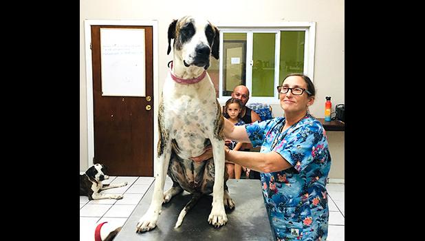 Dr. Melissa Shaw and a very large dog