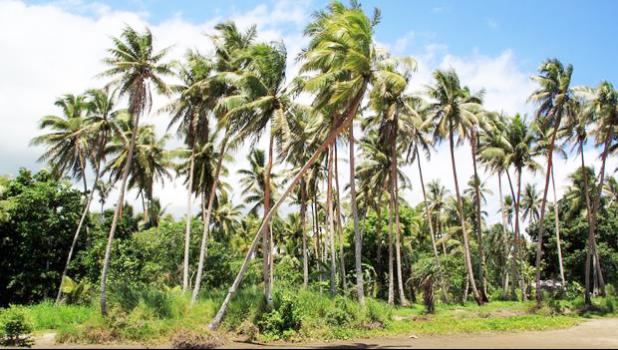  Coconuts on the seaside in Vanuatu. [Photo: Copyright: shanin / 123RF Stock Photo via RNZI]] 