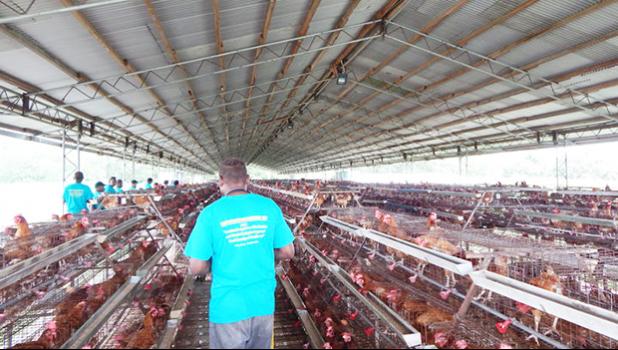  A poultry farm in the Solomon Islands. [Photo: RNZI Courtesy of SPC] 