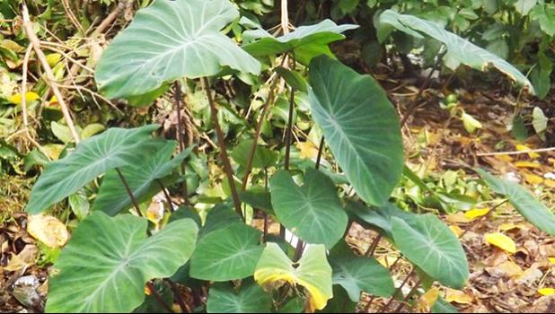 Taro plant [Photo: RNZI/Autagavaia Tipi Autagavaia]
