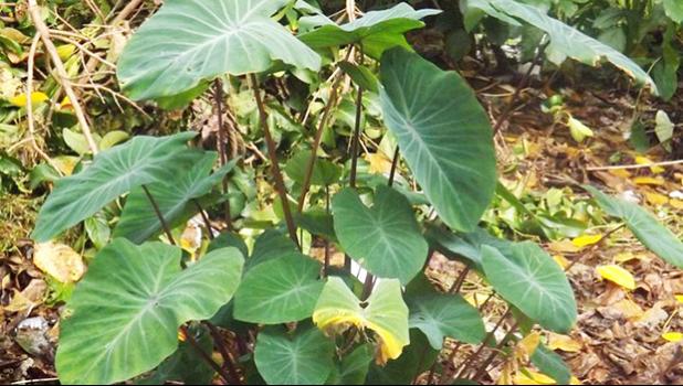 Taro plants [Photo: RNZI/Autagavaia Tipi Autagavaia]