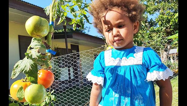  A child inspects tomatoes