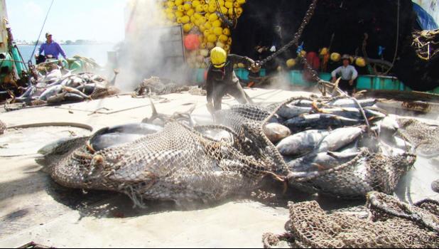  Tuna on the deck of a Pacific fishing vessel. [Photo: RNZI/Giff Johnson] 