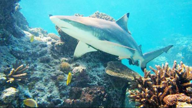 Stock photo of reef shark