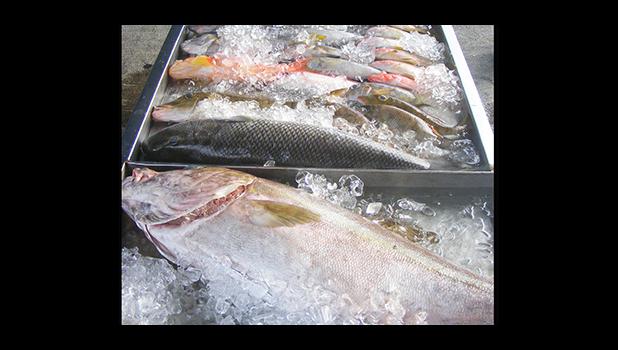A look at a variety of fish on sale last Saturday morning during the “fresh fish open market” in the parking lot of the Fagatogo Market Place, where the Commerce Department along with the Department of Marine and Wildlife Resources set up tents, tables and ice for local fishermen to sell their catches.  [photo: FS]
