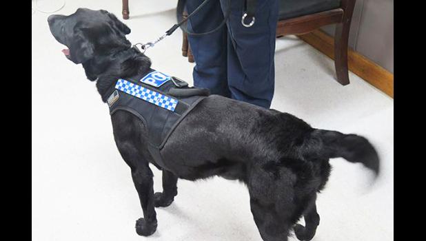 GOOD girl: Flame the black Labrador is Samoa’s newest detector dog. [Samoa Observer]