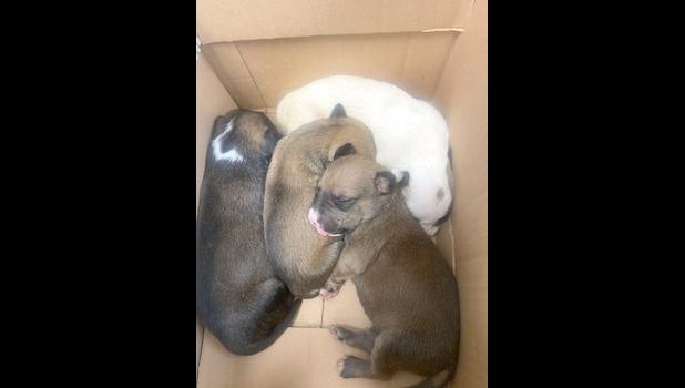 abandoned puppies