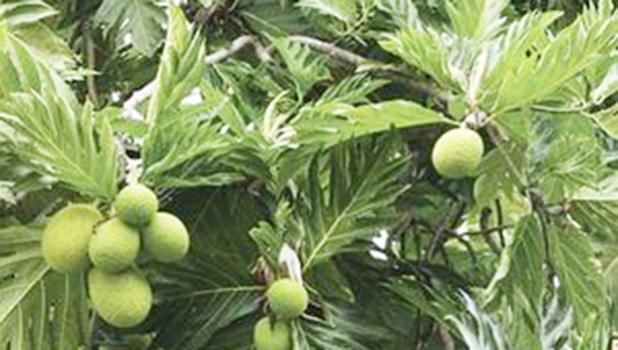  Breadfruit [hoto: Jim Wiseman]