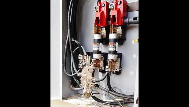 This photo, courtesy of Faleosina Voigt was posted on social media by ASPA along with the photo caption, “The cause of the power outage at Masefau Elementary School — a fried rat”.  It didn’t say when this incident occurred, during or after Tropical Storm Gita — but it highlights the problems ASPA’s crews are facing as they now go from building-to-building, whether a home, school, or place of business. They have to check it out first, before they can turn the power back on. [photo: Faleosina Voigt]
