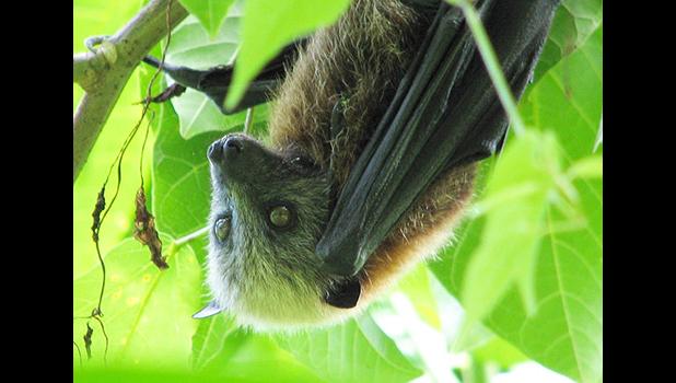Samoan fruit bat 