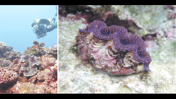 giant clams