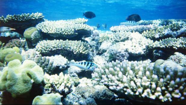  The Great Barrier Reef is the world's largest coral structure and home to rich marine life. 
