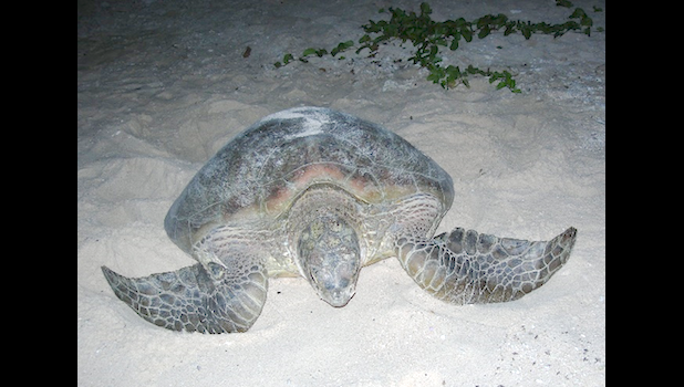 GREEN SEA TURTLE