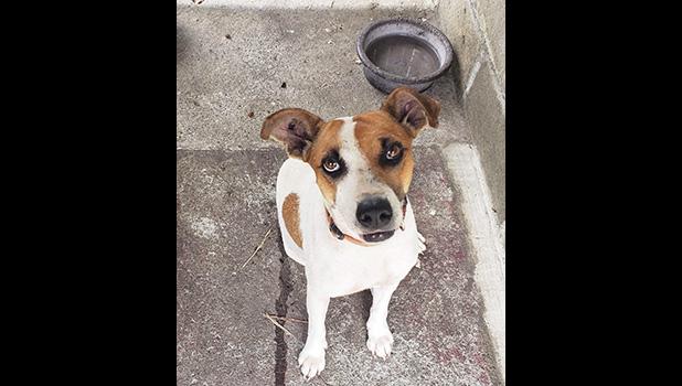 A cute dog available for adoption