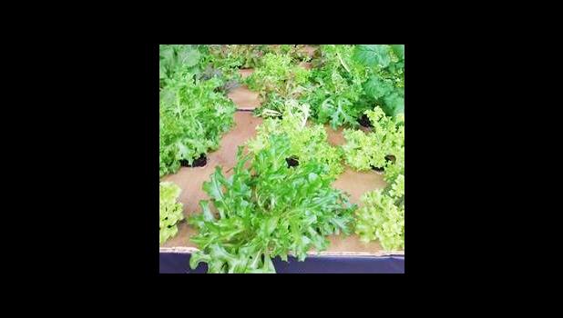 A look at some of the beautiful lettuce that was produced during the six-week hydroponics gardening course hosted by the American Samoa Coalition Against Domestic & Sexual Violence (ASCADSV). [photo: courtesy]
