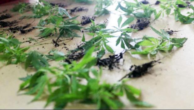 Similar to marijuana plants were confiscated during a drug raid in Satapuala [Samoa Observer file photo]. 