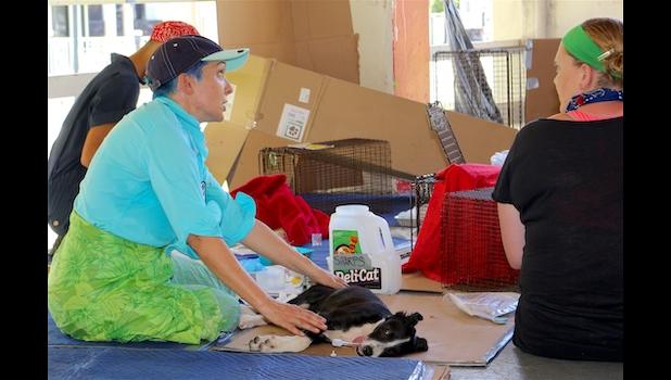 SPAY & NEUTER CLINIC
