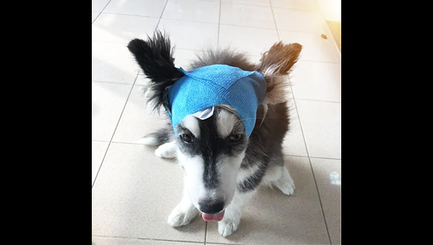 dog with bandage on head