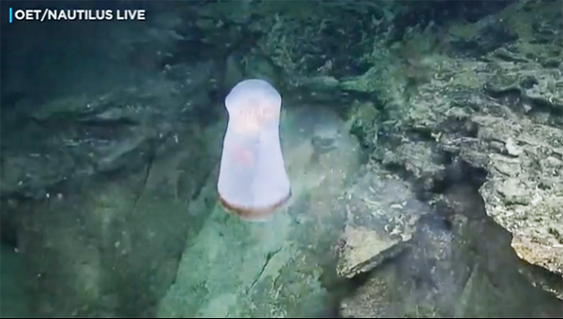 A shape-shifting Deepstaria jelly had a small crustacean living inside its body. 