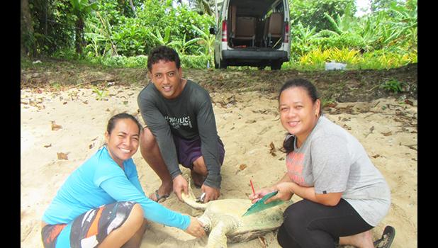 Juney Ward measuring turtle