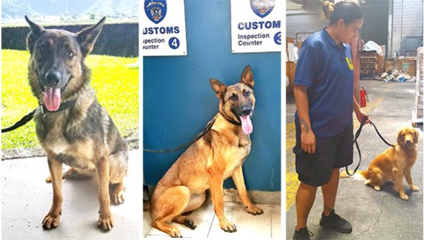 Smugglers beware! Treasury Department's Customs Division has a new trio of "super sniffers" on the prowl. The four-legged agents are the newest members of the Customs K9 unit, which monitors the territory's points of entry. Prior to the trio's arrival last month, Customs only had a set of 4 drug-sniffing dogs. But now they have Kely, specializing in sniffing out firearms; Kinga, trained to detect explosives; and Ruca, a golden retriever trained to sniff out illegal drugs. [photo: Blue Chen-Fruean]