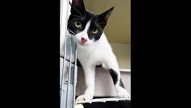 a kitten provided with free sterilization surgery by the Department of Agriculture Veterinary Clinic last month.
