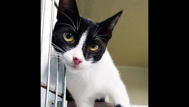 Black and white kitten
