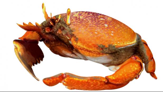 Kona crab drawing. 