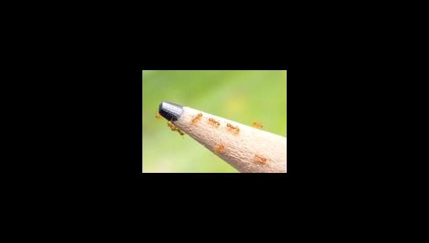 Little Fire Ants shown on tip of a pemcil to show the size.