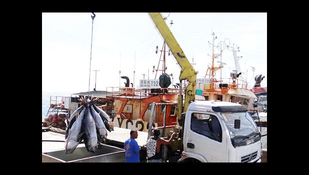 Tuna catch being offloaded from a longline fishing boat in Majuro Marshall Islands for export to international sashimi markets. November 18, 2014. [Photo: AFP PHOTO / Hilary HOSIA via RNZI]