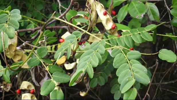 Lopa tree 