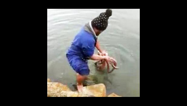 The octopus was captured in Andersons Bay Inlet on New Zealand's South Island
