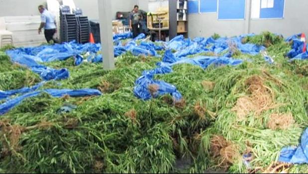 The marijuana raided from Faleatiu