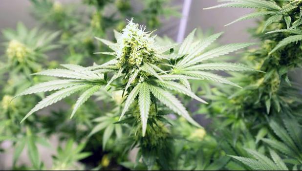 Marijuana plants
