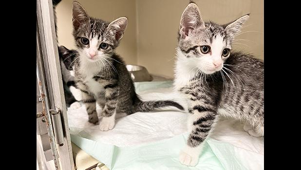 two kittens