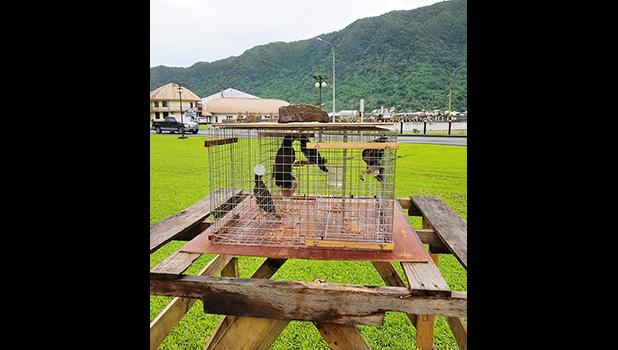 Myna birds inside trap located on the Fagatogo Malae, in front of the DPS Central Station