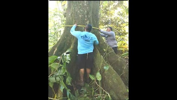 Community members earlier this year measured the circumference of a tree