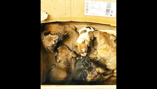 BOX OF ABONDONED PUPPIES