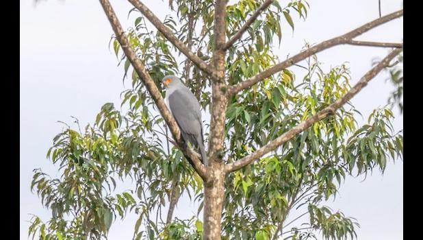 New Britain Goshawk
