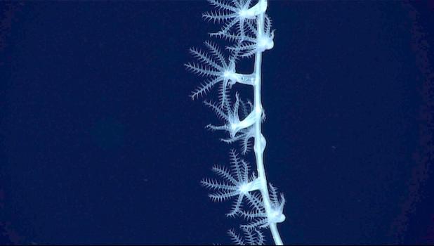 deep sea photo