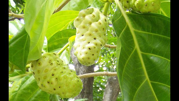Noni fruit