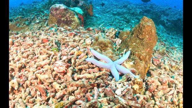 preventing ocean acidity