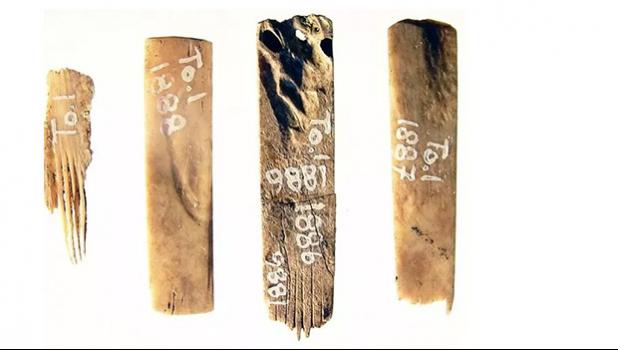 Oldest tattoo tools know, found at Tongatapu.