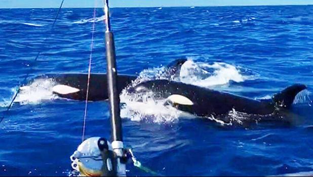 Orca off the coast of Savai'i, Samoa.