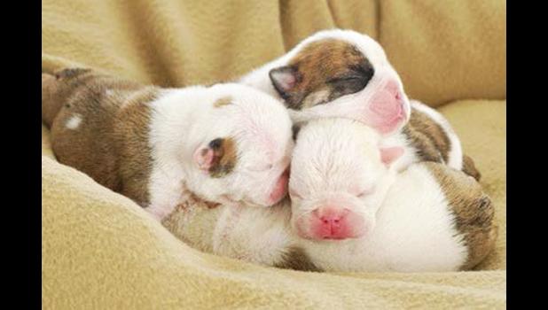 THREE SMALL PUPPIES