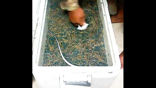 Now that's what you call a BIG CATCH… A local reader sent this photo to Samoa News and said this 55-gallon cooler was full of palolo that was caught in Ofu, Manu’a, last Friday. Over the years, Manu'a residents have been known to send frozen palolo to family and friends in Tutuila, via ice cream containers and ziploc bags, as the worm shows up more often — and in greater quantities — in Manua, than here.  Palolo also showed up in Samoa in certain areas. DMWR predicts that the next palolo rising will be Nov.