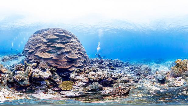 Big Momma coral reef